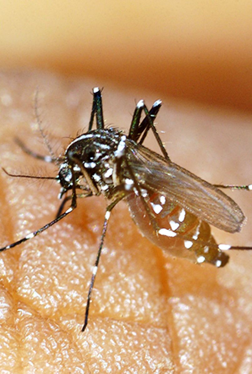 Cas confirmé à Biscarrosse de maladie virale (arbovirose) transmise par les moustiques. Opération démoustication dans la nuit du 21 au 22 octobre 2022. 